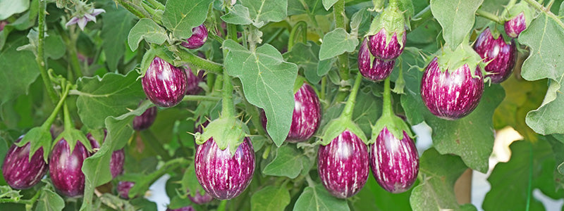 Meghna F1 Hybrid Katta Brinjal (East West Seeds)