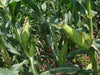 Mithas F1 Sweet Corn (Nongwoo) - Farmers Stop
