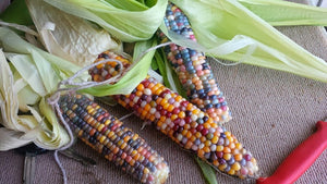 Multicolor Ornamental Corn Seeds – 50 Seeds (Garden Festival)
