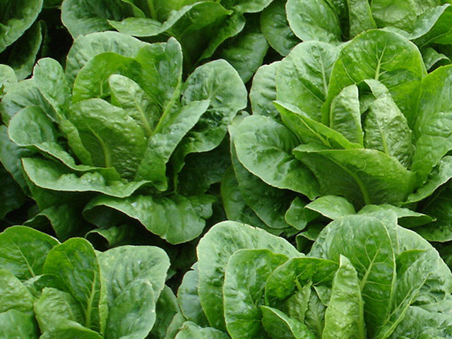 Nader - Romaine Lettuce (Enza Zaden) - Farmers Stop