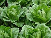Nader - Romaine Lettuce (Enza Zaden) - Farmers Stop