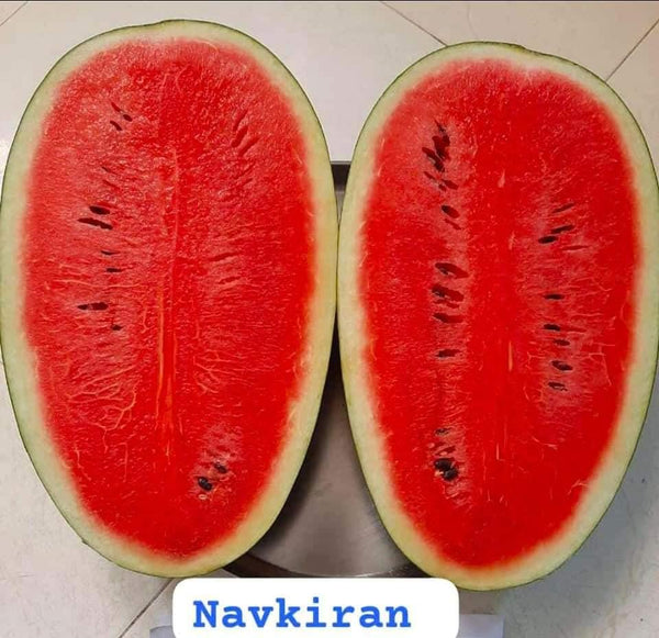 Navkiran F1 Hybrid Watermelon Ice Box Type-Red Flesh (Known You Seeds)