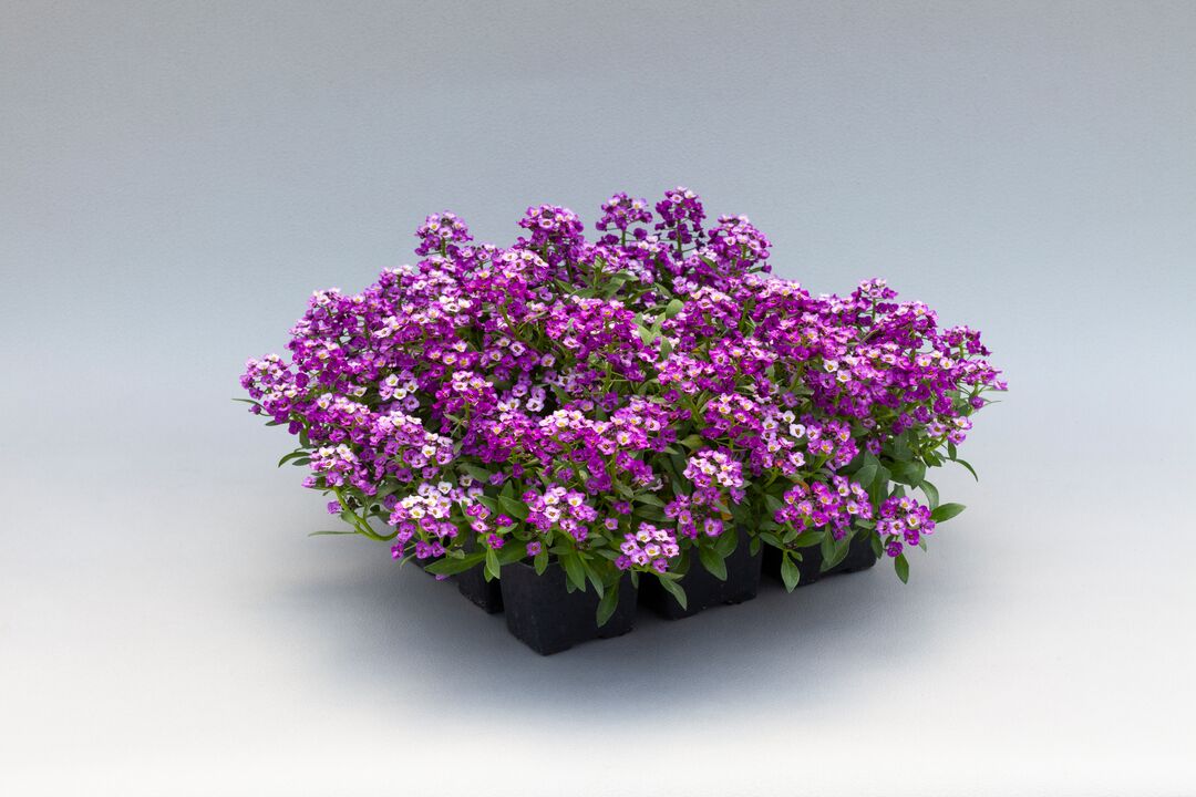North Face Sweet Alyssum (Lobularia maritima) Mix Seeds (Floranova)