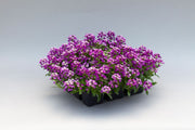 North Face Sweet Alyssum (Lobularia maritima) Mix Seeds (Floranova)