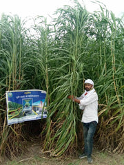 Nutrifeed Green and Hay Fodder (Advanta) - Farmers Stop