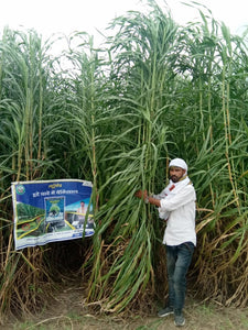 Nutrifeed Green and Hay Fodder (Advanta) - Farmers Stop