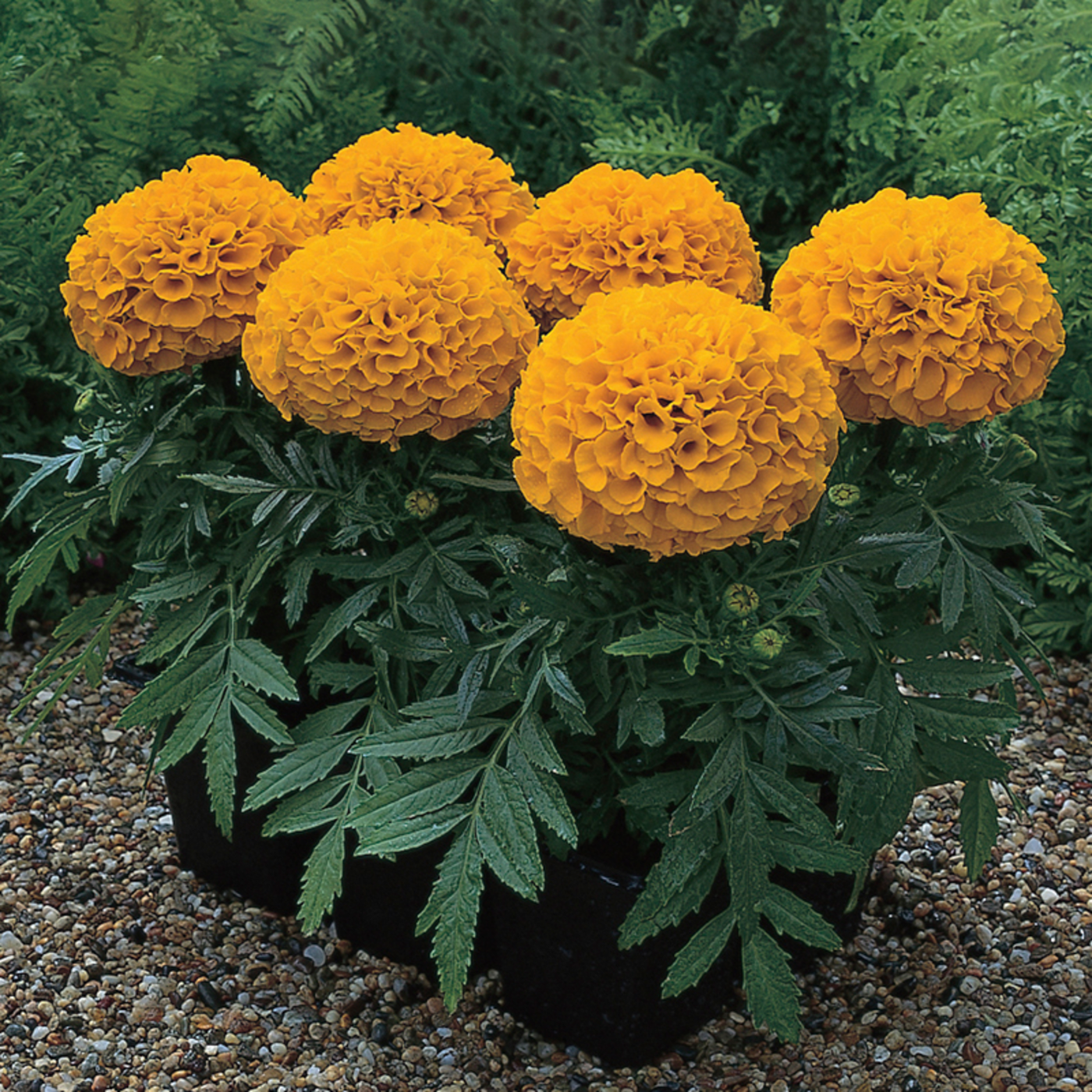 Antigua F1 Hybrid African Marigold (Syngenta flowers) - Farmers Stop