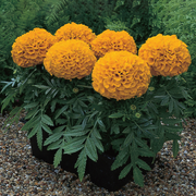 Antigua F1 Hybrid African Marigold (Syngenta flowers) - Farmers Stop