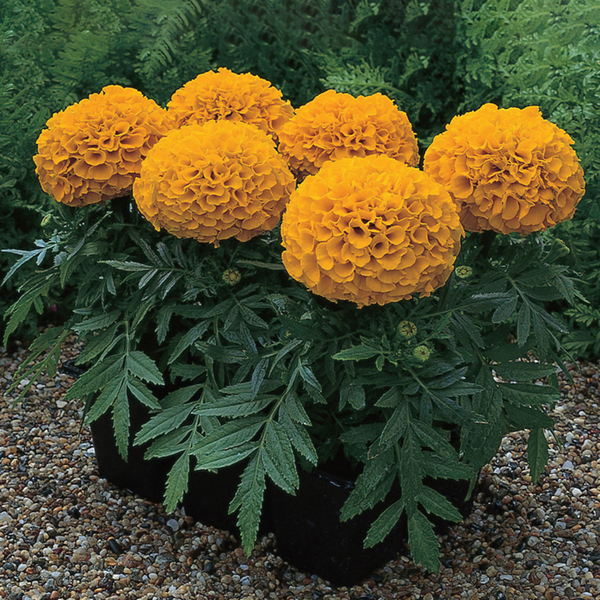 Antigua F1 Hybrid African Marigold (Syngenta flowers) - Farmers Stop