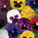Pansy F1 Colossus Special Mix – Syngenta Flowers - Farmers Stop