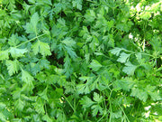 Gigante D' Italia Parsley- Flat (ENZA ZADEN) - Farmers Stop