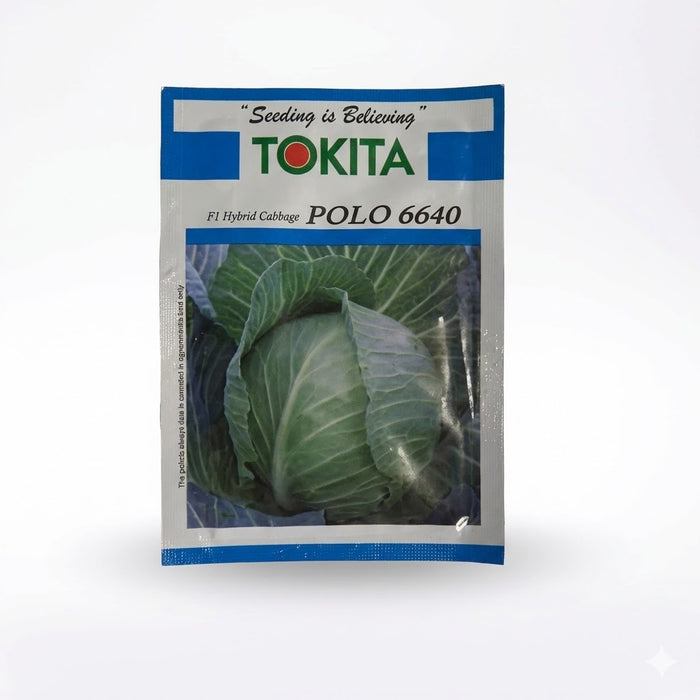 Polo 6640 F1 Hybrid Cabbage (Tokita Seeds)