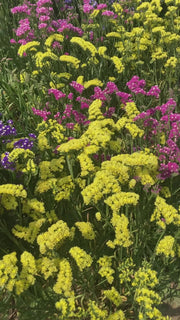 Static Limonium Pacific Mix (Garden Festival's)
