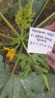 Green House F1 Hybrid Green Zucchini (Nongwoo Seed India)