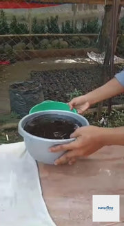 Calina IPB9 Papaya (Sunprime Seeds, Singapore)