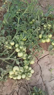 Ayaan(TO7042)/आयान F1 Hybrid Tomato(Syngenta)