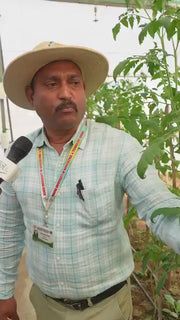 NS 4266 Hybrid F1 Tomato (Namdhari Seeds)