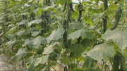Epimon F1 Hybrid Polyhouse Cucumber (HM Clause)