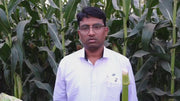 Farm sweet KSP-5389 F1 hybrid sweet corn(Kalash seeds)