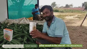 Kalium - Potassium Mobilizing Biofertilizers (Zoospore Biological's)