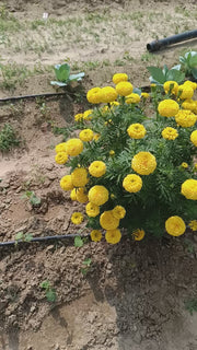 YellowStone F1 Hybrid Yellow Marigold (Konico Seed's)