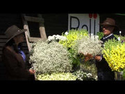 Gypsophila Elegans (Garden Festival's)
