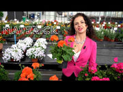 Geranium Maverick/Dancer Hybrid Mix (Syngenta Flowers)