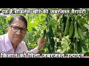 KSP -1614, Seedless Cucumber (Kalash seeds)