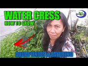 Water Cress Herb (Garden Festival)