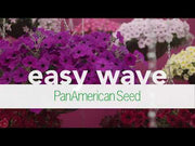 Trailing/Hanging Petunia Easy Wave® (PanAmerican)