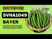 SVHA 1049 Hot pepper/हरी मिर्च  (Seminis)