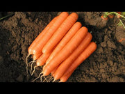 ROMANCE F1 F1 Hybrid Nantes Carrot (BASF-Nunhems)