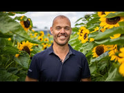ZIGGY F1 Hybrid Ornamental Sunflower (TAKII SEED)