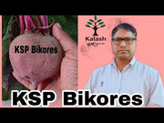 Bikores F1 Hybrid Beetroot (Kalash seeds)