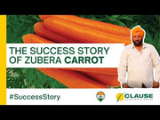 Zubera F1 Hybrid Carrot (Clause Seeds)