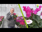 Cyclamen Super Serie F1 Merengue/Verano Mix (Schoneveld breeding)