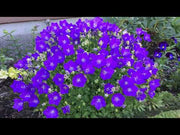 Bell Flower (Campanula carpatica) Clips Mix (Banery)