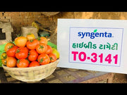 Baaho (TO 3141) F1 Hybrid Tomato (Syngenta)