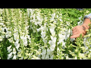 Camelot Mix F1 Digitalis (Foxglove) Flower Seeds (Syngenta flowers)