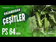 PS 64 F1 Cucumber Seeds (Seminis)