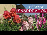 Snapshot™ Snapdragon (Pan American)