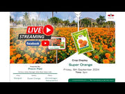 "Super Orange F1 Hybrid Marigold Seeds - High Yield, Vibrant Blooms, East West Seeds"