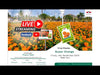 "Super Orange F1 Hybrid Marigold Seeds - High Yield, Vibrant Blooms, East West Seeds"