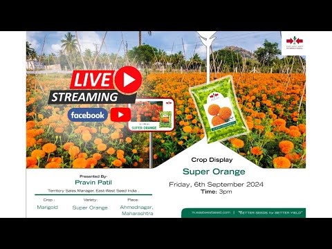 "Super Orange F1 Hybrid Marigold Seeds - High Yield, Vibrant Blooms, East West Seeds"