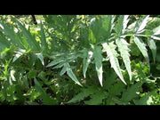 Artichoke Green Globe (Garden festival)