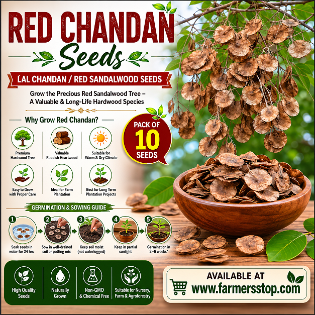 Lal Chandan / Red Sandalwood Seeds – Pack of 10 Seeds (Garden Festival)