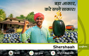 Shershaah (WMT 20629) F1 Hybrid Watermelon