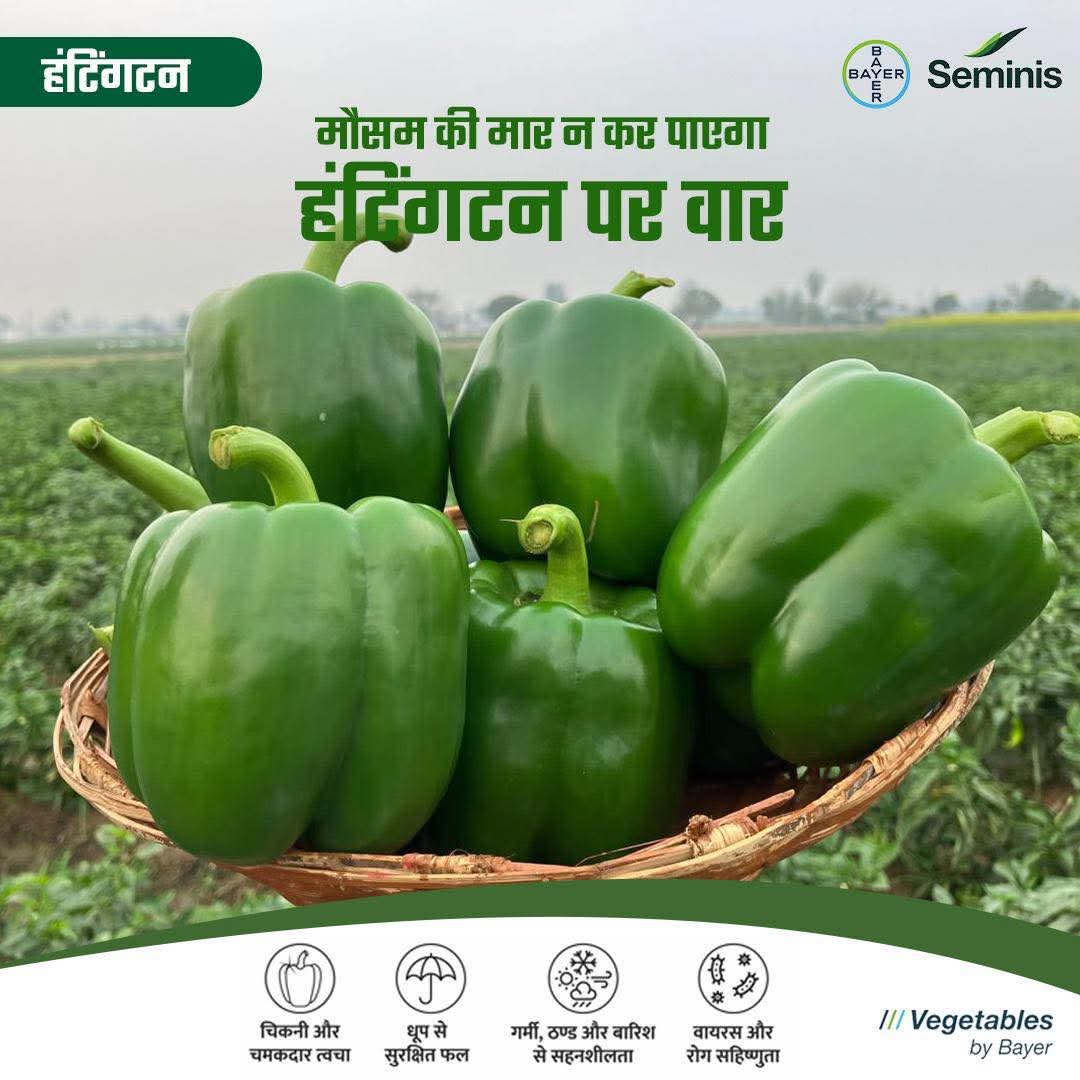 Huntignton F1 Hybrid Sweet Pepper (Seminis) - Farmers Stop
