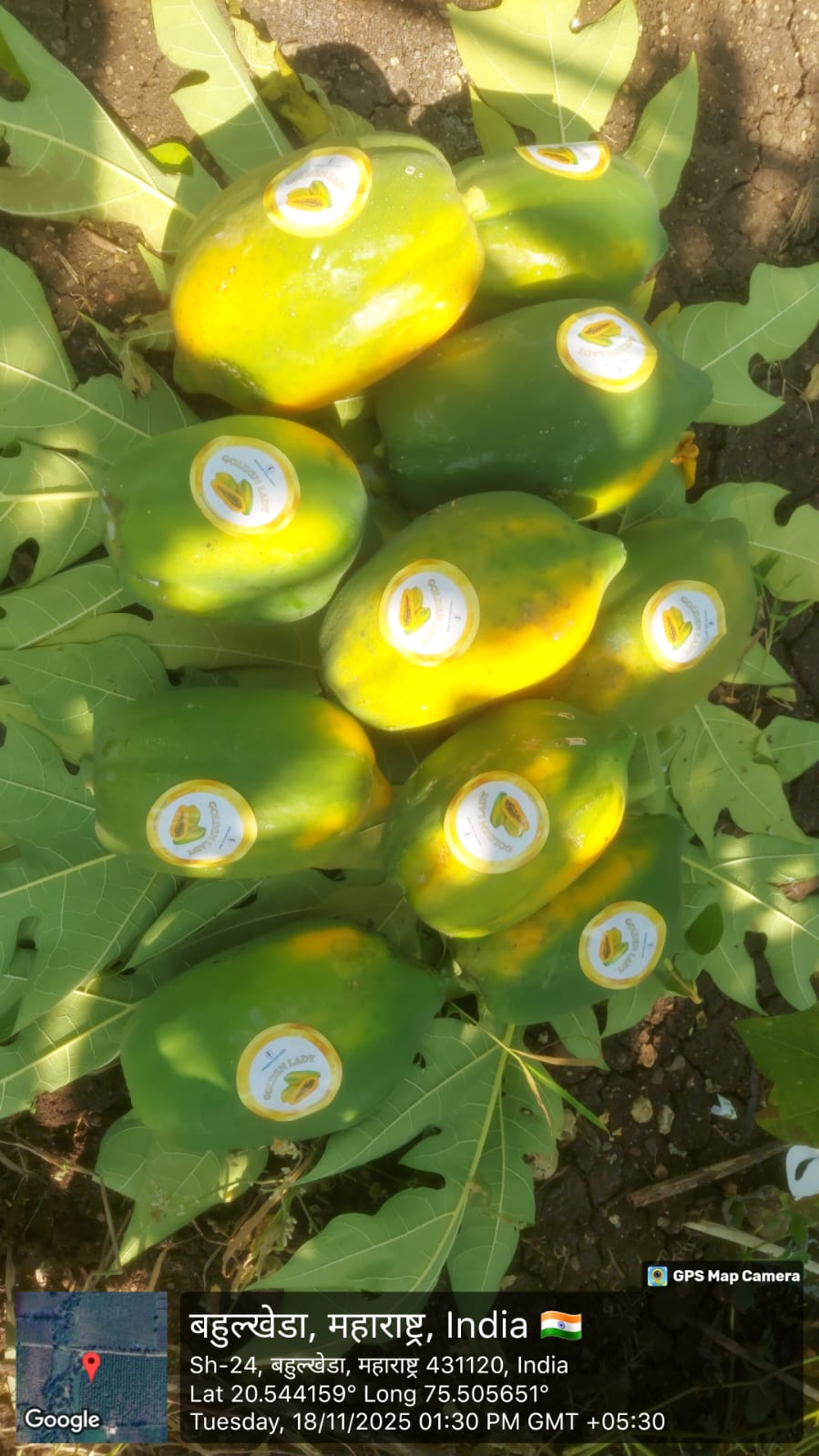 Golden Lady Hybrid F1 Papaya (Known You Seeds - Taiwan)
