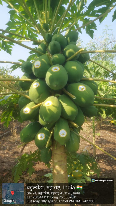 Golden Lady Hybrid F1 Papaya (Known You Seeds - Taiwan)